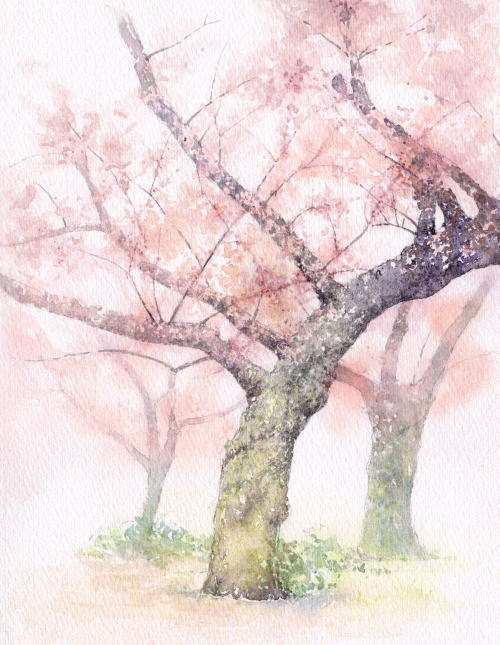 541＊夜明けの桜 水彩画 原画 風景画 素早